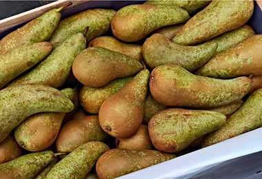 Ввоз крупной партии польских груш под видом турецких пресекли белорусские таможенники