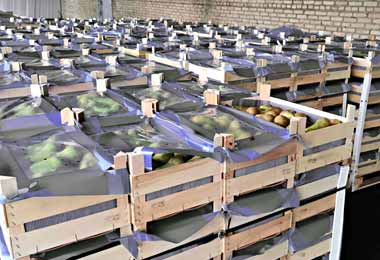 Витебские таможенники с начала года пресекли незаконный ввоз фруктов и овощей на 1,2 млн бел руб