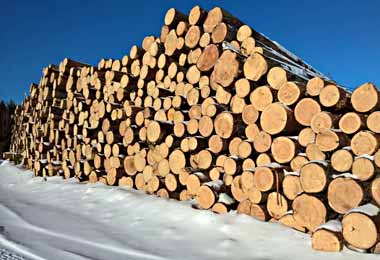 Правительство установило таксовую стоимость на отпускаемую на корню древесину основных лесных пород в 2021 г