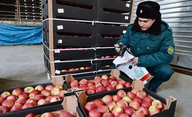 Россия с 12 апреля запрещает импорт яблок и груш из Беларуси