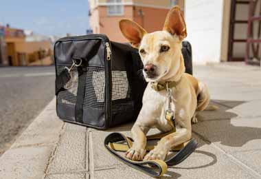 Белавиа ввела запрет на перевозку домашних животных на чартерных рейсах