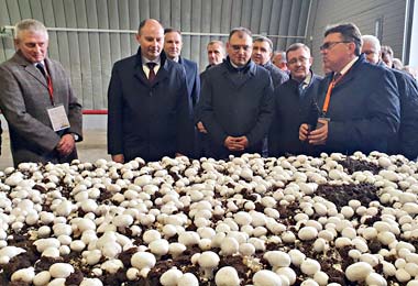 Новое производство покровных грунтов для выращивания шампиньонов запустили в Брестской области