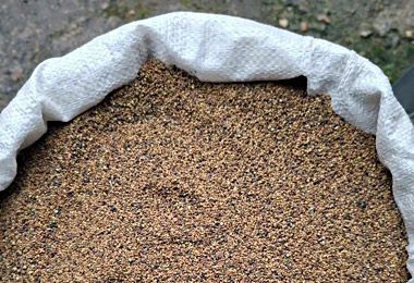 Беларусь существенно нарастила импорт семян люцерны из Кировской области РФ