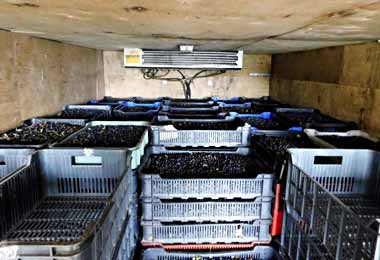 Россельхознадзор запретил ввоз трех тонн свежей черники, следовавшей из Беларуси