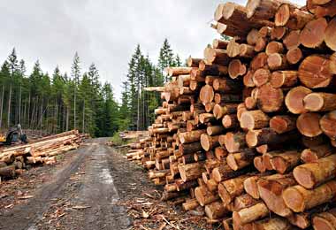 Реализация госпрограммы «Белорусский лес» на 2016-2020 гг признана эффективной — Минлесхоз
