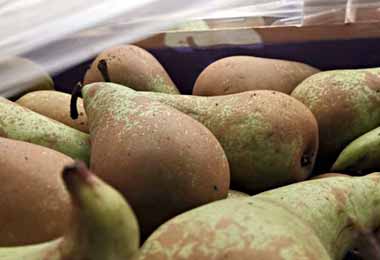 Таможенники пресекли попытку незаконного вывоза в Россию 43 тонн фруктов