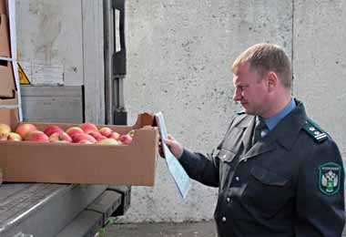 Россельхознадзор разрешил ввоз яблок с 10 предприятий из Брестской области