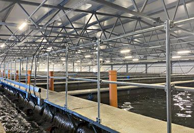 Банка развития профинансировал первый в Беларуси рыбный кластер с полным циклом производства форели