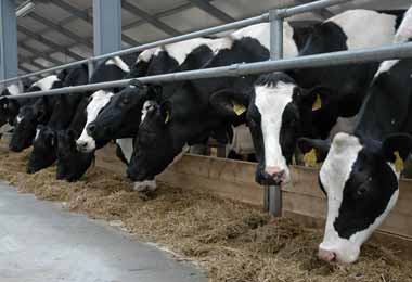 На завершение строительства молочно-товарных ферм из бюджета выделят до 46 млн бел руб — указ