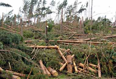 КГК выявил незаконную рубку древесины в Могилевской области