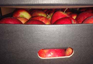 Витебские таможенники пресекли незаконные поставки яблок в Россию
