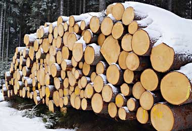БУТБ отмечает снижение стоимости деловой древесины