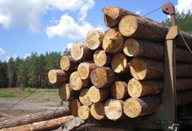 Минлесхоз определил порядок реализации древесины физлицам