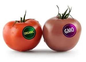 gmo.jpg