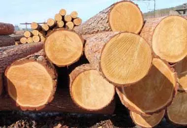 БУТБ впервые провела сделку по продаже круглого леса из Евросоюза