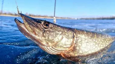 Запрет на ловлю щуки вводится в Беларуси с 1 марта