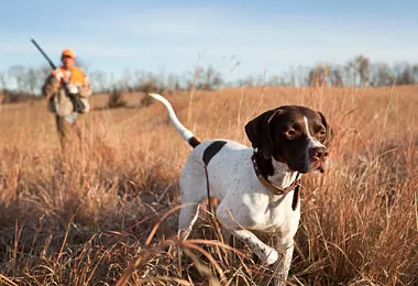 Сезон охоты на пушного зверя в Беларуси откроется 6 ноября