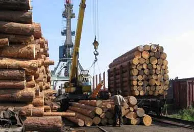 Более 4 млн кубометров круглого леса выставлено на итоговые биржевые торги