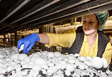 Беларусь планирует нарастить поставки шампиньонов в Татарстан 