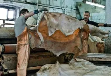 Правительство утвердило объемы госзаказа на поставку необработанных шкур КРС на 2021 г