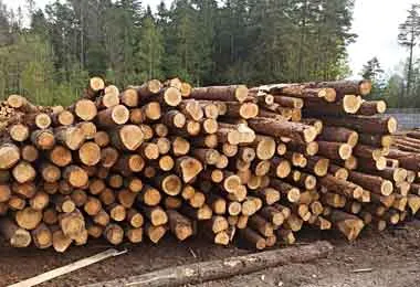Незаконный вывоз крупной партии лесоматериалов пресекла белорусская таможня