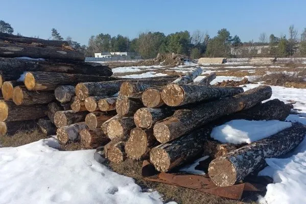 Факты порчи заготовленной древесины выявлены в Гомельской области