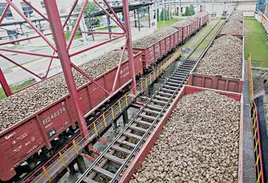 БЖД планирует перевезти порядка 1,5 млн тонн сахарной свеклы урожая 2021 г