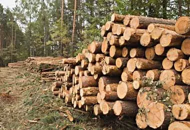 КГК выявил серьезные нарушения законодательства в одном из лесхозов Гомельской области
