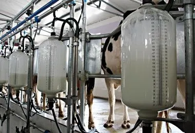 Белорусскую молочную отрасль планируется переоснастить итальянским оборудованием — НАНБ