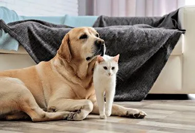 Минюст напомнил о необходимости регистрации домашних животных в Беларуси