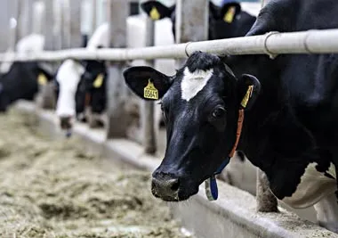 Сельхозпроизводство в Беларуси по итогам января 2026 года выросло на 3,5%