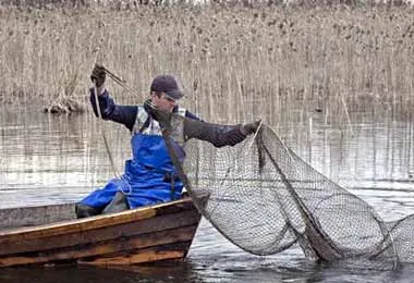 Места и условия промыслового вылова угря в 2026 году определены в Беларуси