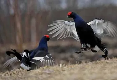 Запрет на охоту на глухаря может быть введен в отдельных областях Беларуси с 2021 г 