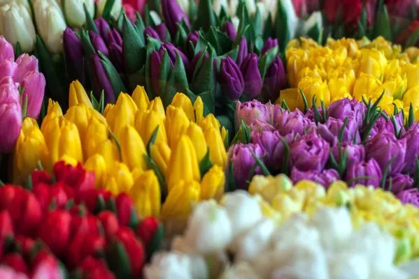 Незаконная деятельность одного из крупнейших импортеров и оптового продавца тюльпанов пресечена в Беларуси