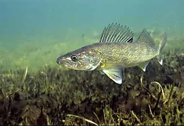 Запрет на ловлю судака начнет действовать в Беларуси с 15 апреля