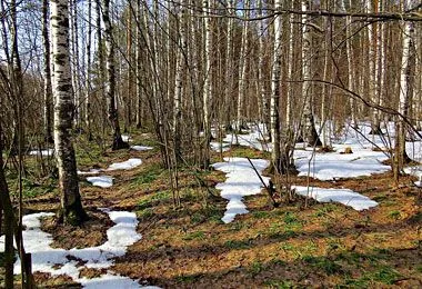 Ограничения на посещение лесов начали вводить в Беларуси