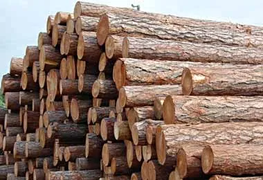 В Беларуси может быть введен механизм регулирования экспорта лесоматериалов