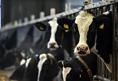 Беларусь стала главным поставщиком говядины в Грузию по итогам января