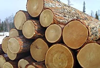 Правительство установило таксовую стоимость древесины на корню в 2026 г