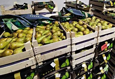 Российские таможенники пресекли ввоз из Беларуси крупной партии санкционных фруктов