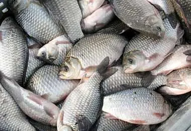 Государство утратит исключительное право на импорт пресноводной рыбы – законопроект